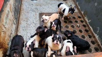 Villa Crespo: rescataron a 26 perros maltratados