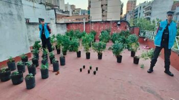 Desmantelaron una sala de cultivo de cannabis en Villa Urquiza frente a una escuela