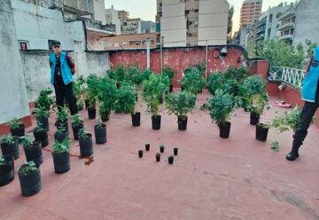 Desmantelaron una sala de cultivo de cannabis en Villa Urquiza frente a una escuela