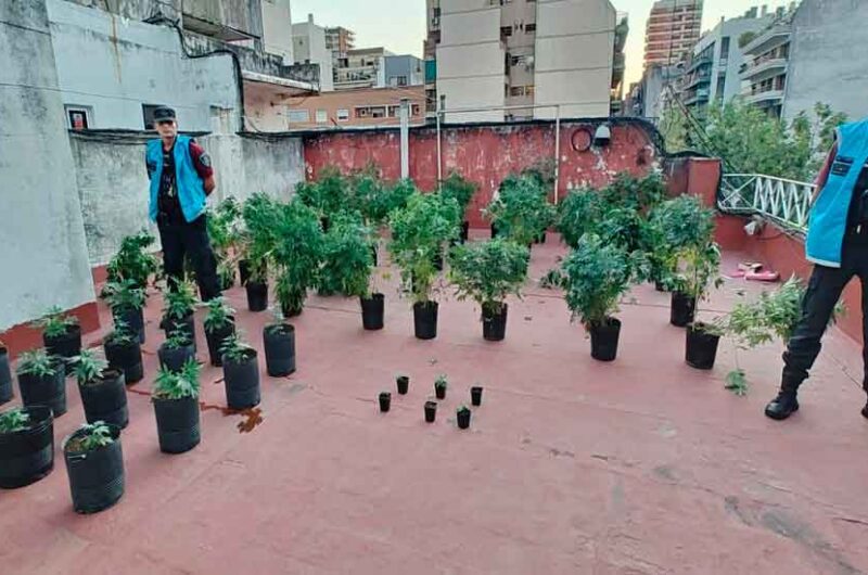 Desmantelaron una sala de cultivo de cannabis en Villa Urquiza